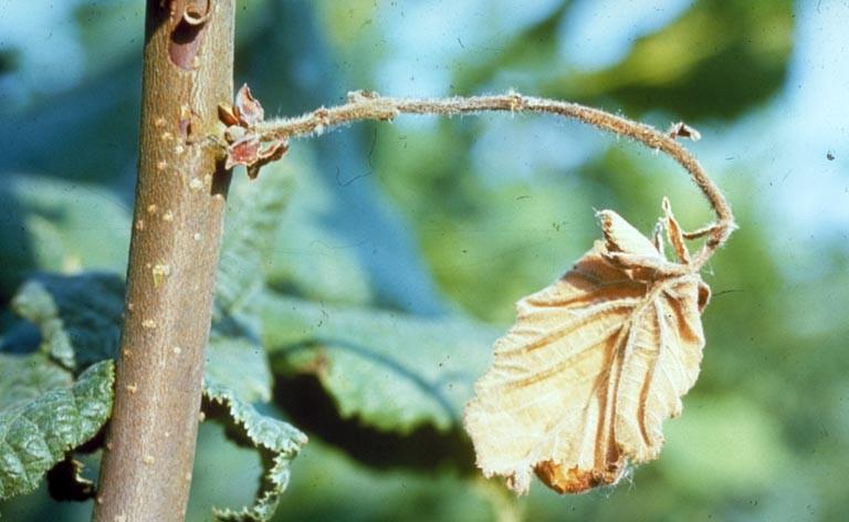 A mogyoró xanthomonasos betegsége